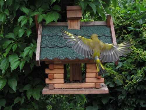 Gruenfink_im_Landeanflug.jpg
