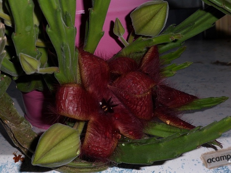 himmelsbuche 010a...jpg