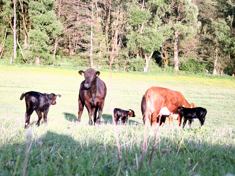 Angus-Kälbchen (2 Mädels, 1 Knabe) mit ihren Mamas