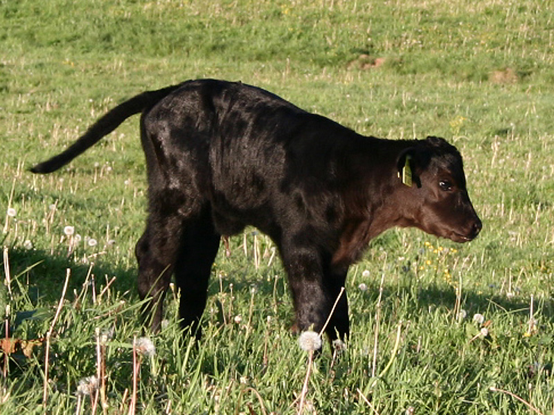 Kälbchen, zwei Tage jung