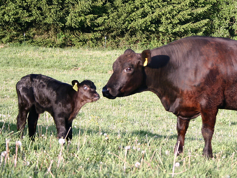 der Mama wie aus dem Gesicht geschnitten ^^