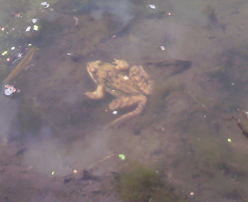 frosch im teich