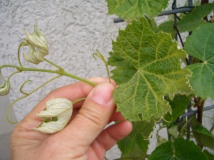 Wein.jpg