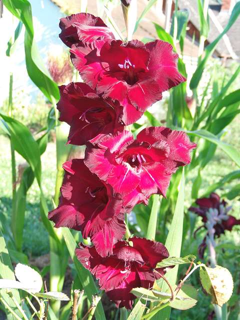 gladiole.JPG