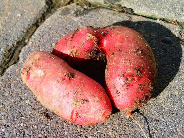 erdäpfel rot.JPG