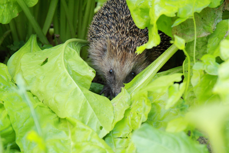 ein neuer Gast, der das eilig verteilte Katzenfutter schätzte.