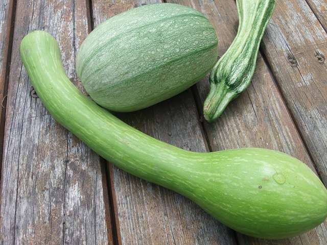 kürbis und zucchini 2.JPG