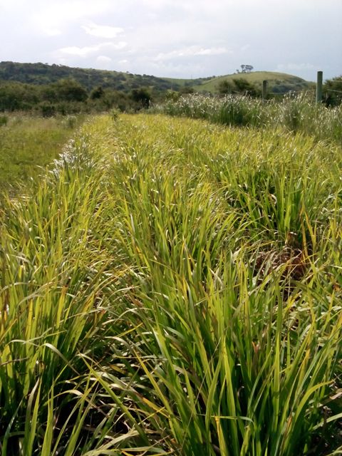 lemongrass.jpg