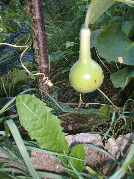 k-kale3.jpg