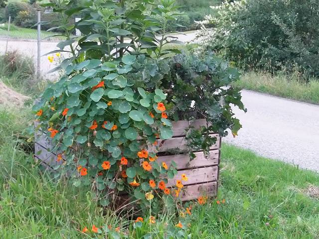 biokohlenhochbeet.JPG