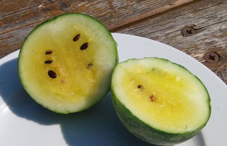wassermelone.JPG