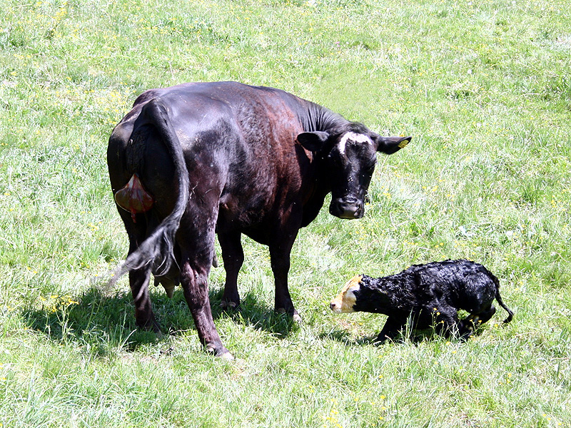 ein neues Kälbchen ist da