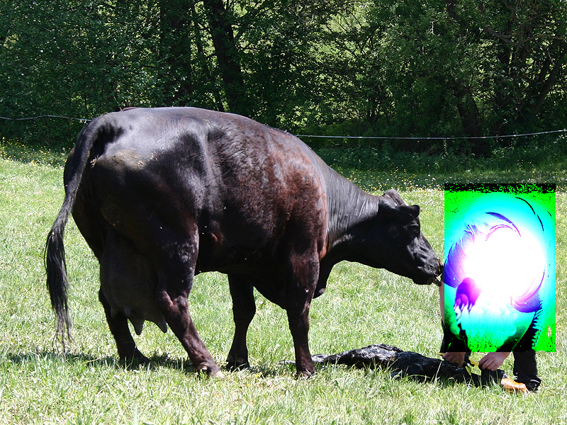 Anbringen der Ohrmarken