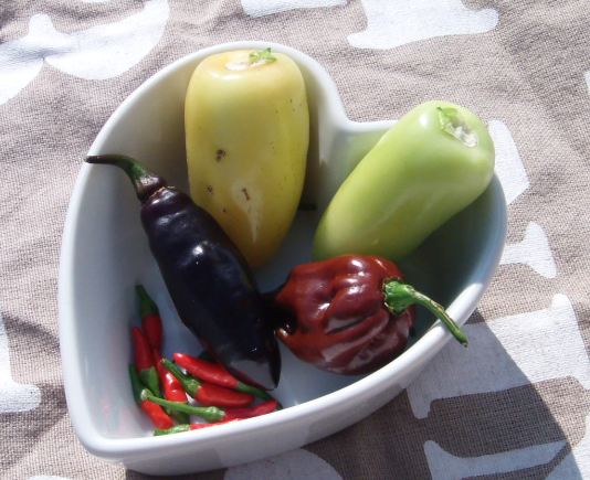 chilis.JPG