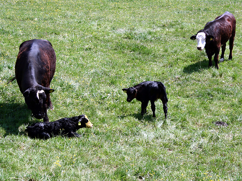 alle wollen mal gucken