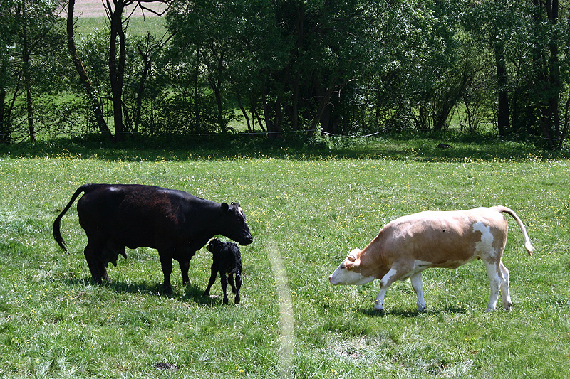 auch Rosa sagt Hallo