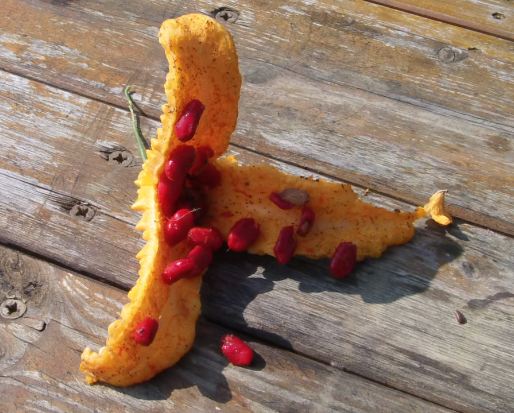 balsambirnensamen.JPG