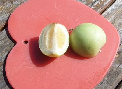 zuckermelone.JPG