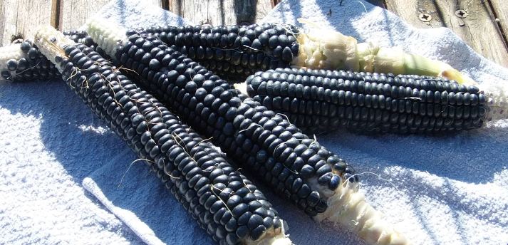 hopi blue.JPG