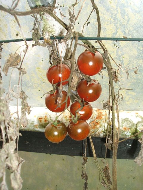 k-tomaten.jpg