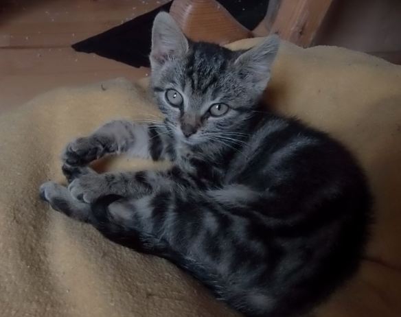 bella.JPG