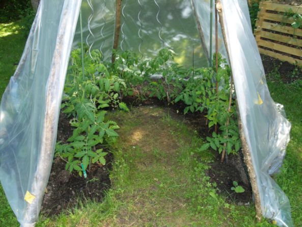2011-05-30 Tomaten Schädling 009.JPG