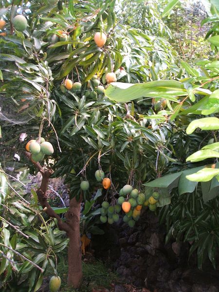 k-mangos.jpg
