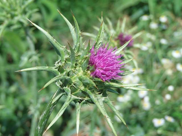 mariendistel.JPG