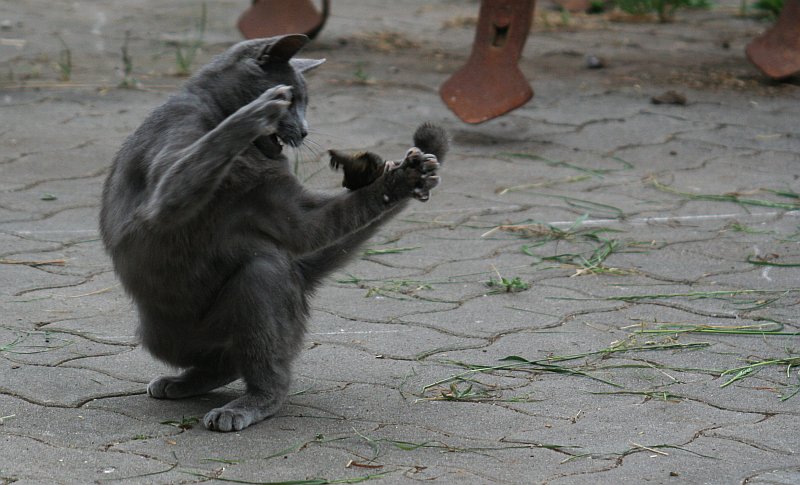 2011-06-16_Mietzekatz_1.jpg