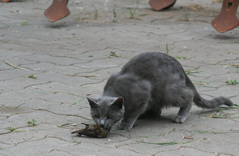 2011-06-16_Mietzekatz_2.jpg