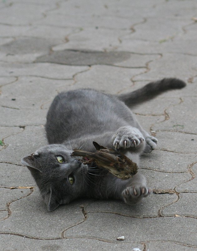 2011-06-16_Mietzekatz_3.jpg