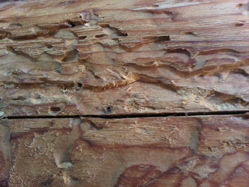 Hausbock HW-verkleinert.JPG