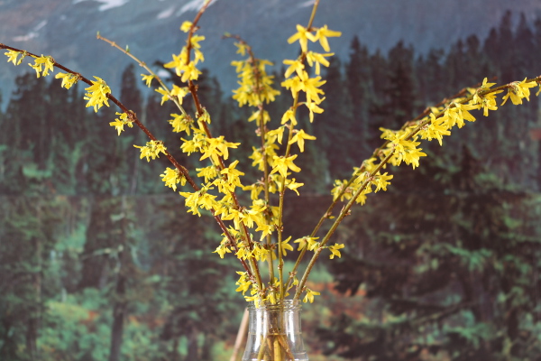 Forsythia_am_25_01_2015.jpg