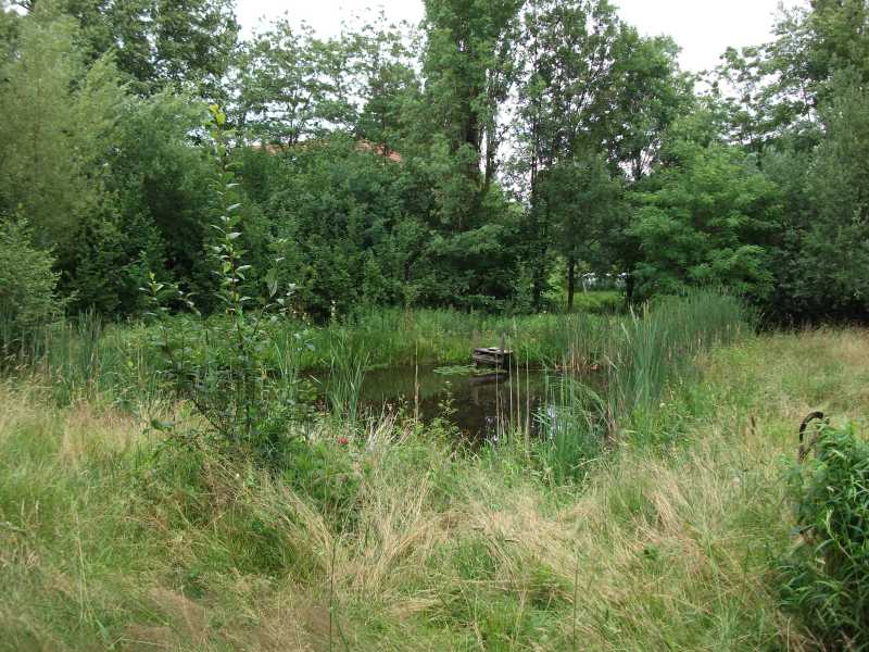 Garten Teich 1 red.jpg