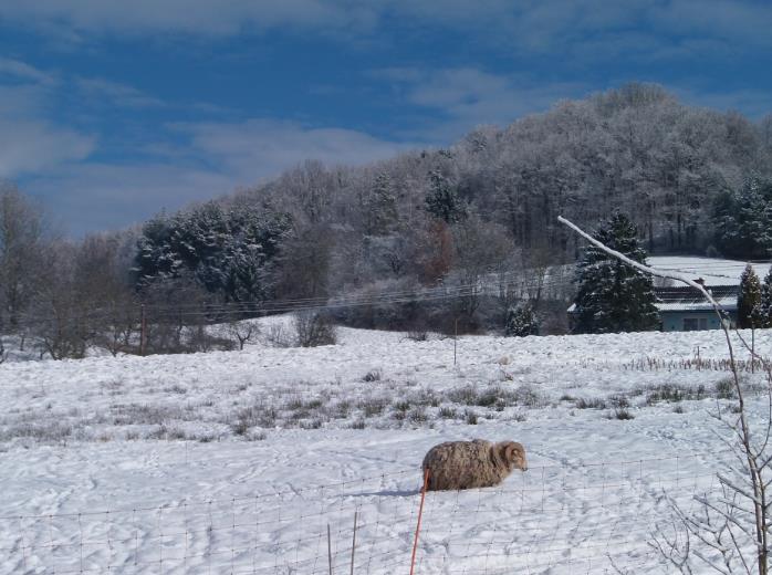 winterschaf.jpg