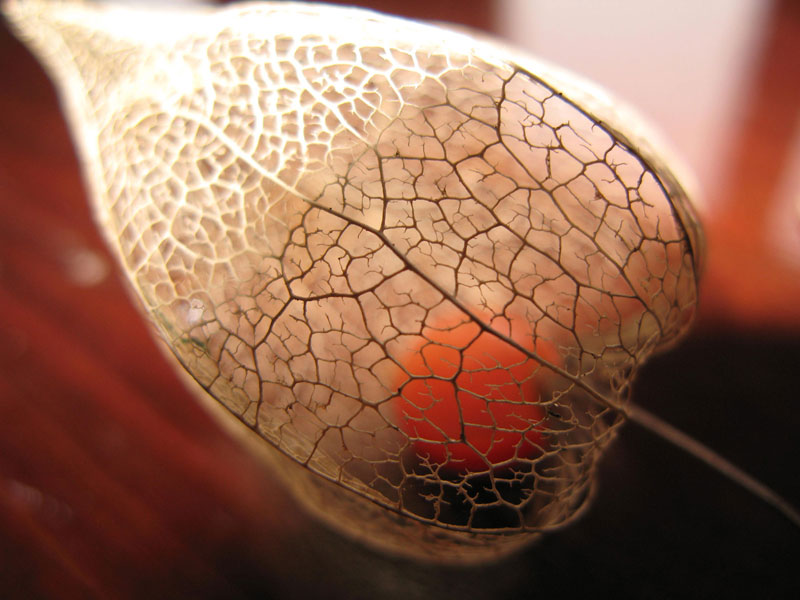physalis2.jpg