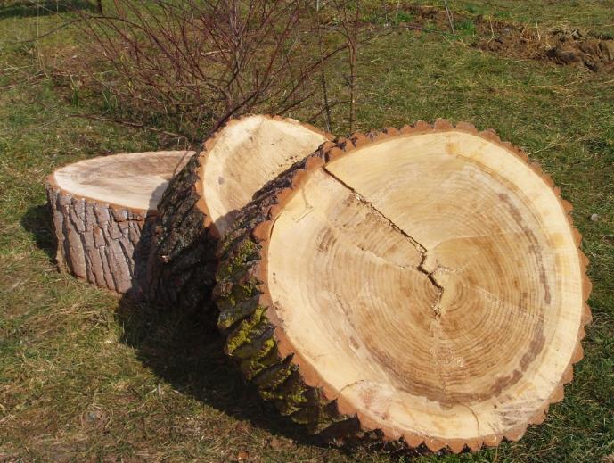 baumscheiben.jpg