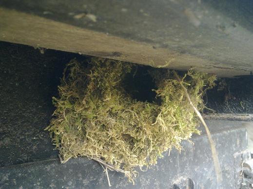 nest1.JPG