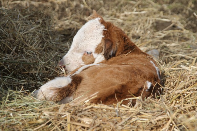 Bingo - der kleinere der Zwillinge