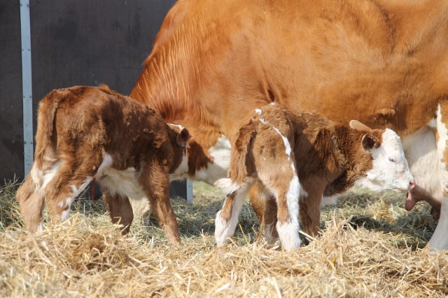 rechts Bingo, links Boss (ich hoffe, Mr. Springsteen hat nix dagegen....)