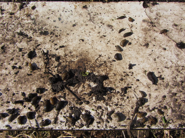 Nacktschnecken_im_Maerz_2015.jpg