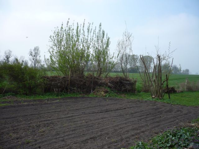 Totholzhecke 5b.jpg