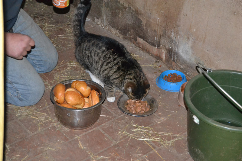 unsere wichtigste Mitarbeiterin im Stall