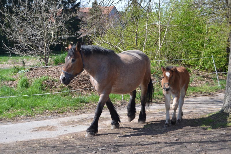 wenigstens eine tobt mit mir