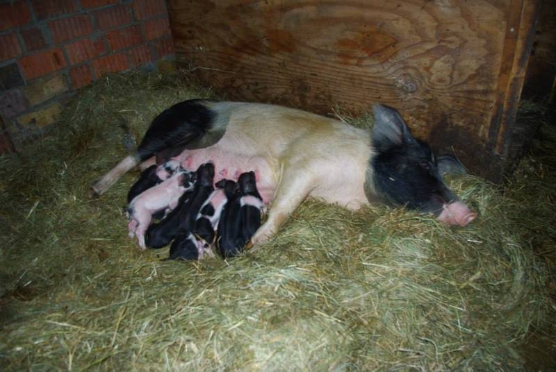 luise-mit-ferkel052015.jpg