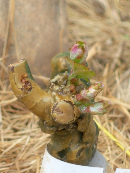 DSCN7117.JPG