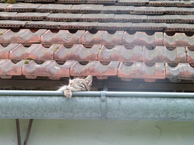 siesta.JPG