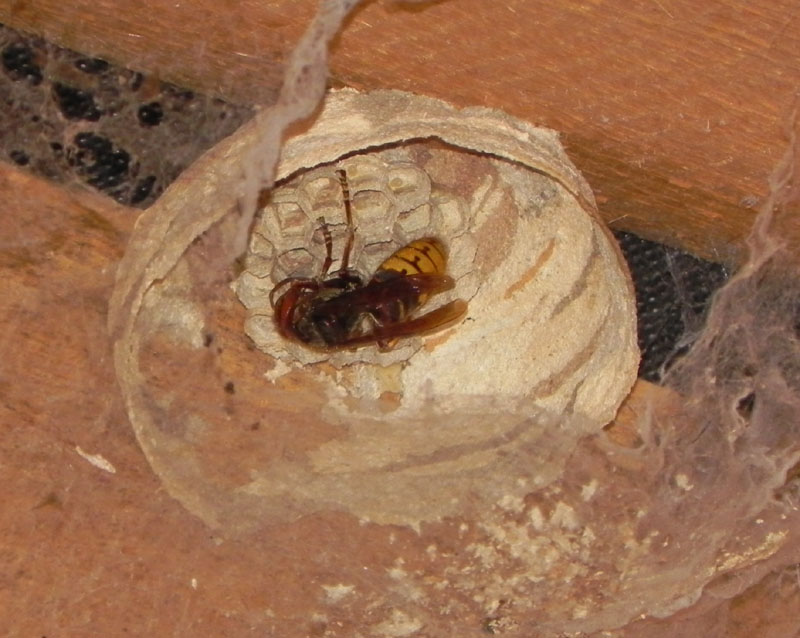 DSCN6137.JPG