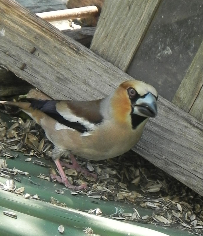 DSCN6049.JPG