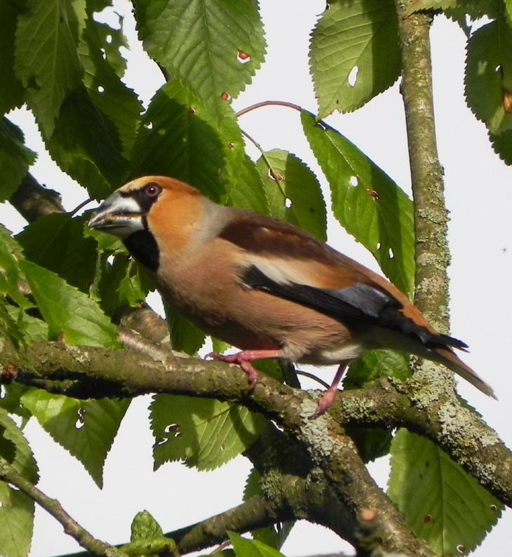 DSCN6108.JPG